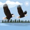 beautiful bald eagles flying in the lake scene