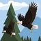 beautiful bald eagles flying in the landscape