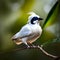 Beautiful Bali starling bird - ai generated image