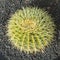 Beautiful ball cactus in Lapilli earth