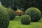 Beautiful ball-shaped green coniferous bushes in the autumn park.