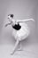 Beautiful Ballet Dancer Portrait