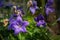 Beautiful Balloon flower