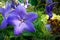 Beautiful Balloon flower