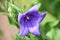 Beautiful Balloon Flower Blossom on a Plant