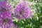Beautiful balls of purple allium. Summer meddow or garden. Flower close up