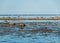 Beautiful Baltic Sea coast with boulders, Saaremaa Island, Estonia