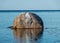 Beautiful Baltic Sea coast with boulders, Saaremaa Island, Estonia