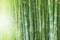 Beautiful bamboo forest, green nature background.