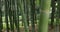 Beautiful bamboo forest at the traditional park daytime