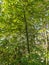 Beautiful bamboo leaves with middle angle view potrait