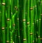 Beautiful bamboo texture background. Green asian plants.