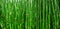 Beautiful bamboo texture background. Green asian plants.