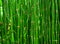 Beautiful bamboo texture background. Green asian plants.