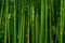 Beautiful bamboo texture background. Green asian plants.