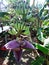 Beautiful banana cabbage and banana trees nature