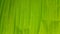 Beautiful banana leaf texture background