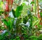 Beautiful banana tree