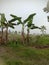 beautiful banana tree