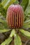 This beautiful Banksia is a member of the Protea family of flowers, which has Southern African and Australian members. They are gr