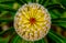 Beautiful Banksia spinulosa or Coastal cushion flower