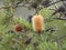 Beautiful banksia tree blooming