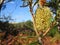 Beautiful banksia tree blooming