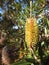 Beautiful banksia tree blooming