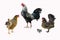 Beautiful bantam chicken family in farm