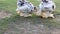 Beautiful bantam chicken pair in a barnyard