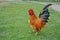 Beautiful bantam on the green grass