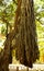 Beautiful banyan tree root bunch
