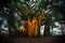 Beautiful banyan tree in Venice at sunset