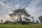 Beautiful baobab tree with light of sunrise and vegetation. Angola