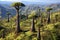 Beautiful Baobab trees on the hillside, Madagascar