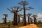 Beautiful Baobab trees at sunset