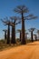 Beautiful Baobab trees at sunset