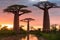 Beautiful Baobab trees at sunset at the avenue of the baobabs in Madagascar Generative AI.