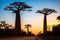 Beautiful Baobab trees at sunset in Madagascar. Generative AI