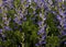 Beautiful Baptisia False Indigo Flowers