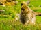 Beautiful barbary macaque portrait, tropical monkey sitting in the grass, Endangered animal specie from Africa