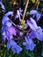 Beautiful barleria cristata flowers