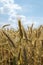 Beautiful barley field in period harvest on background cloudy sky