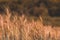 beautiful Barley Field in Sunset