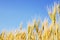 Beautiful barley field wait for harvest