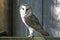 Beautiful Barn Owl