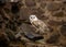 A beautiful barn owl, close-up.