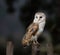 A beautiful barn owl, close-up.