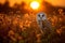 Beautiful Barn owl in the forest at sunset. Amazing Wildlife. Generative Ai
