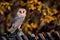 A beautiful barn owl Tyto alba perched on the fence. Portrait of owl in autumn time